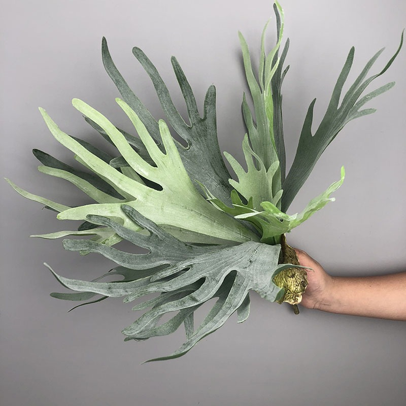 Large Artificial Staghorn Fern Platycerium Tropical Foliage Wall Hanging Greenery Home Decor